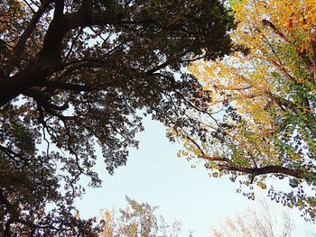 Low angle view of trees in forest during autumn