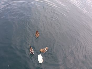 High angle view of ducks swimming in lake