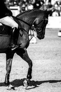 Equestrian, horse jumping competition, show jumping themed photograph.