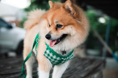 Close-up of dog looking away