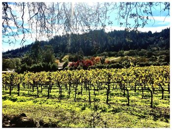 Plants and trees in farm against sky
