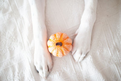 High angle view of orange flower on bed