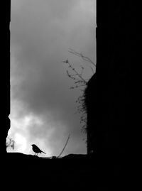 Low angle view of silhouette bird flying against sky