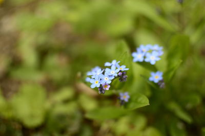 Close-up of flowers against blurred background