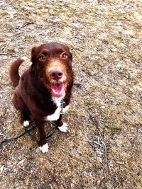 High angle portrait of dog standing on land