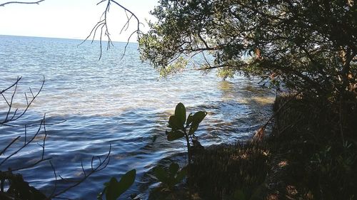 Bird on tree by sea against sky