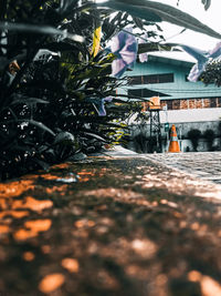 Surface level of potted plants in yard of building