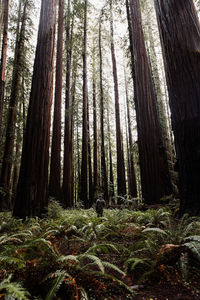 From below back view of unrecognizable traveling male walking along path with huge tree trunks on ground in woods