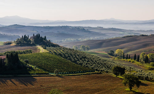 Scenic view of vineyard against sky