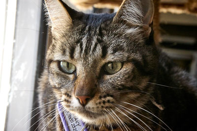 Close-up portrait of a cat