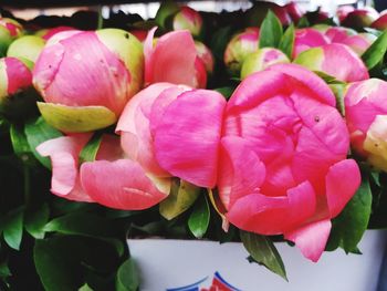 Close-up of pink tulips