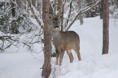 Deer standing on snow covered field