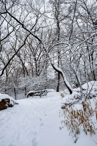 Snow covered bare trees on field during winter