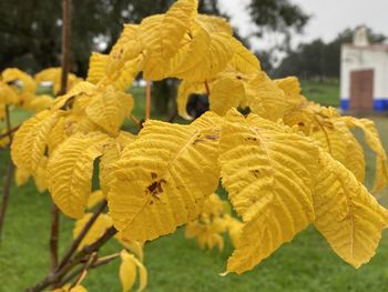 Close-up of yellow flowering plant