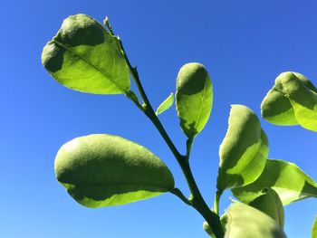 Low angle view of green plant against clear blue sky