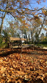 Trees in park