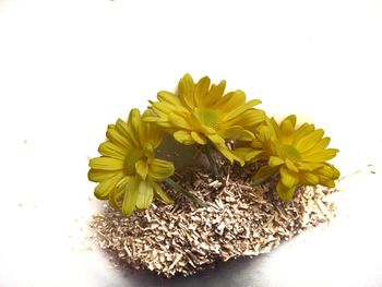 Close-up of yellow flowers over white background