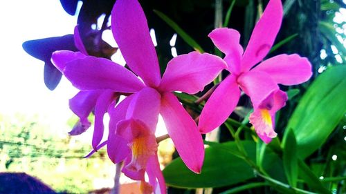 Close-up of purple flowers blooming outdoors