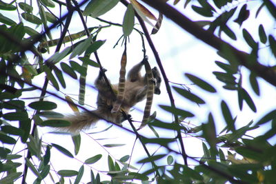 Low angle view of bird flying against the sky