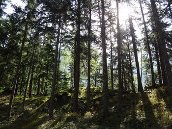 Low angle view of trees in forest