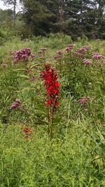 Red flowers growing on tree