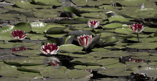 Close-up of lotus water lily in pond