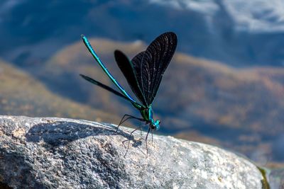 Butterfly on rock