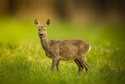 Deer standing on grassy field