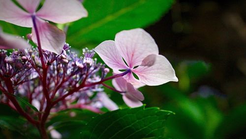 Close-up of pink flower