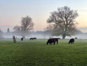 Horses grazing in a field