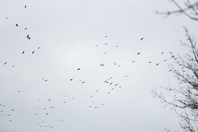 Low angle view of birds flying in sky