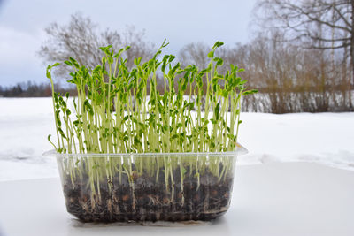 Close up of peas micro greens on a white table outside during winter time.  healthy and tasty.