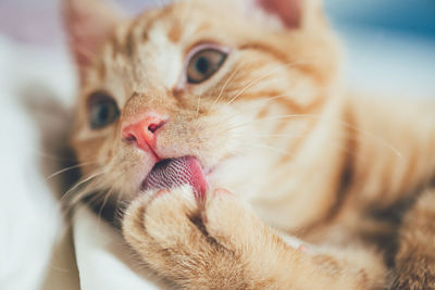 Close up of cute little red kitten, while its licking its paw