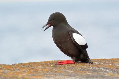 Close-up of bird perching on rock