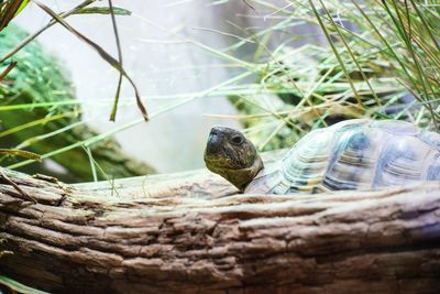 Close-up of a turtle