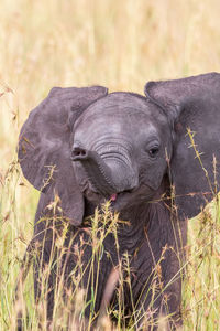 Happy elephant calf at the savannah