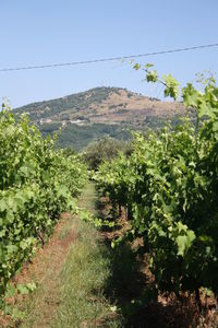 Scenic view of landscape against clear sky