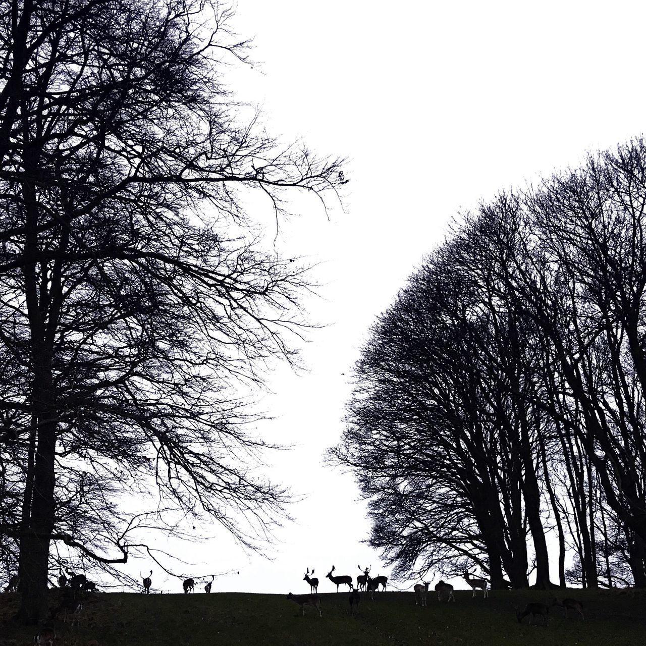 tree, clear sky, silhouette, copy space, branch, men, bare tree, leisure activity, lifestyles, nature, outdoors, day, growth, low angle view, walking, togetherness, person, sky, tranquility