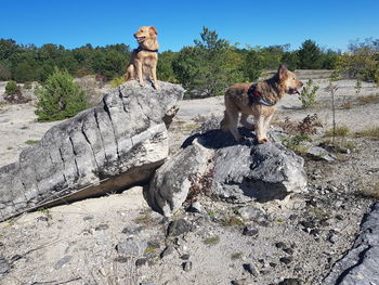 Dog standing on rock against sky