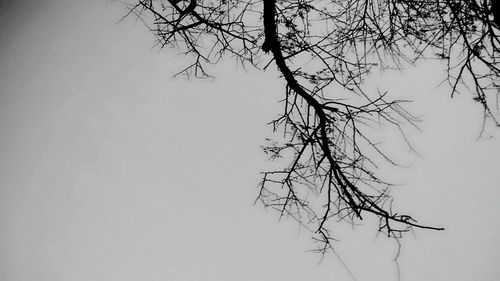 Bare tree against clear sky