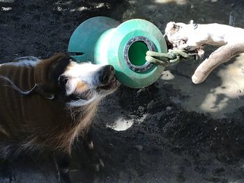 High angle view of dog drinking water in swimming pool