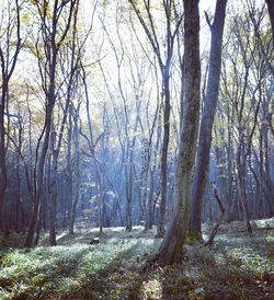 Bare trees in forest during autumn