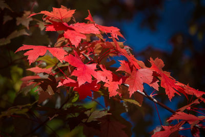 Close-up of red maple leaves