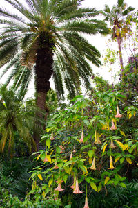Low angle view of palm trees against sky