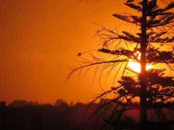 Silhouette of trees at sunset
