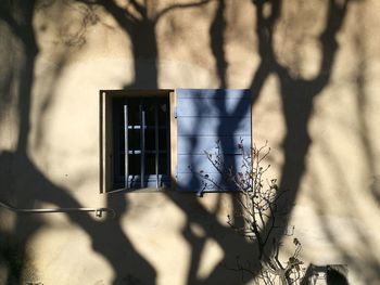 Shadow of tree falling on wall