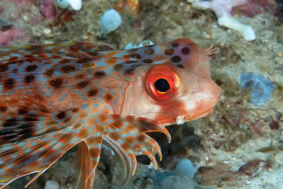 Close-up of fish swimming in sea