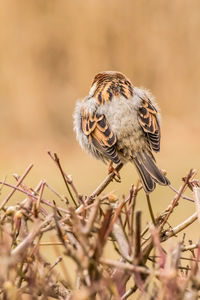 Male house sparrow or passer domesticus is a bird of the sparrow family passeridae