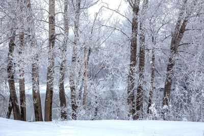 Bare trees on snow covered land