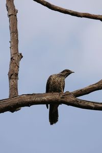 Low angle view of bird perching on branch against sky